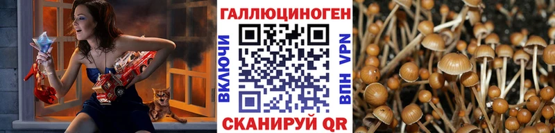 где найти Сосновка Галлюциногенные грибы Psilocybine cubensis